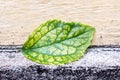 Single Green Leaf with Visible Large Veins