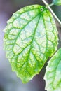 Single Green Leaf with Visible Large Veins