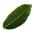 Single green leaf of walnut isolated on white background, bottom side of leaf Royalty Free Stock Photo