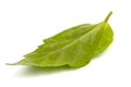 Single green leaf on white background Royalty Free Stock Photo
