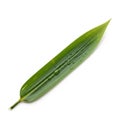 A single green leaf on a white background featuring a smooth surface Royalty Free Stock Photo