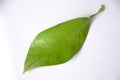 The single green leafe for lime Royalty Free Stock Photo