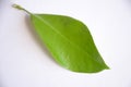 The single green leafe for lime  fruit tree Royalty Free Stock Photo
