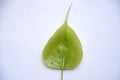The single green leafe for peeple tree