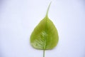 The single green leafe for peeple tree Royalty Free Stock Photo