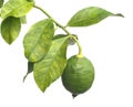 Single green lemon grows on citrus branch Royalty Free Stock Photo