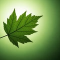 A single green maple leaf (Acer spp.) is set against a gradient green background. The Royalty Free Stock Photo