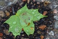 Single Green maple leaf with water drops on it Royalty Free Stock Photo