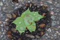 Single Green maple leaf with water drops on it Royalty Free Stock Photo