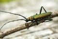 Green musk beetle on a twig, large closeup Royalty Free Stock Photo