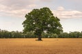 Single green oak tree standing in a field of wheat in early morning sunlight Royalty Free Stock Photo