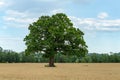 Single green oak tree standing in a yellow field of wheat Royalty Free Stock Photo