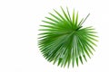 Single green palm leaf close up