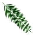 Single green palm leaf isolated