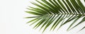 Single green palm leaf isolated on white background Royalty Free Stock Photo