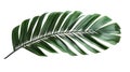 Single Green Palm Leaf Isolated on White Background Royalty Free Stock Photo