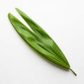 A single green palm leaf long and narrow is placed on a plain white Royalty Free Stock Photo