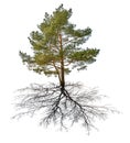 Single green pine with black root