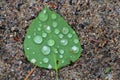 Single Green poplar leaf with water drops on it Royalty Free Stock Photo