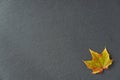 Single green, red and yellow maple leaf on a gray slate tile, as a fall nature background Royalty Free Stock Photo