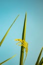 Single green and rip paddy plant closeup in blue sky Royalty Free Stock Photo