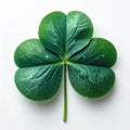 Single Green Shamrock Leaf Close Up Studio Shot White Background Royalty Free Stock Photo