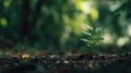 Green Sprout Growing From Soil In Forest With Blurred Background And Sunlight Royalty Free Stock Photo