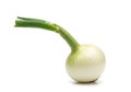 Single green sprouted onion isolated on white background Royalty Free Stock Photo
