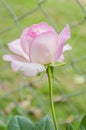 Pale Pink Highbred Tea Rose
