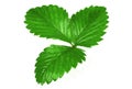 Single green strawberry leaf isolated on a white background Royalty Free Stock Photo