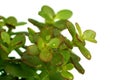 Single green succulent plant Royalty Free Stock Photo