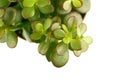 Single green succulent plant Royalty Free Stock Photo