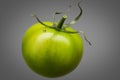 Single green tomato isolated on grey background Royalty Free Stock Photo
