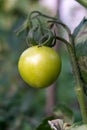 Single Green Tomatoe on to tomatoe bush. Royalty Free Stock Photo