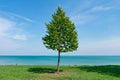 Single Green Tree along the Shore of Lake Michigan in Uptown Chicago Royalty Free Stock Photo