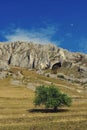 Single green tree at the base of the mountain in spring time on sunny day Royalty Free Stock Photo