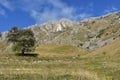 Single green tree at the base of the mountain in spring time on sunny day Royalty Free Stock Photo