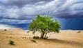 Single Green tree in the desert with storm clouds. Generated with AI Royalty Free Stock Photo