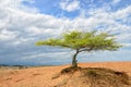 Single green tree in desert under bright cloudy sky