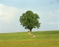 Single green tree on a hill Royalty Free Stock Photo