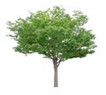 Single green tree isolated,  an evergreen leaves plant die cut on white background with clipping path Royalty Free Stock Photo