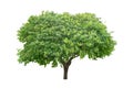 Single green tree isolated, an evergreen leaves plant die cut on white background with clipping path