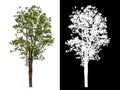 Single green tree isolated on white background with clipping path and alpha channel on black background . Royalty Free Stock Photo