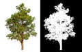 Single green tree isolated on white background with clipping path and alpha channel on black background . Royalty Free Stock Photo