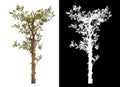 Single green tree isolated on white background with clipping path and alpha channel on black background . Royalty Free Stock Photo