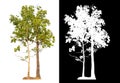 Single green tree isolated on white background with clipping path and alpha channel on black background . Royalty Free Stock Photo
