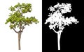 Single green tree isolated on white background with clipping path and alpha channel on black background . Royalty Free Stock Photo