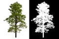 Single green tree isolated on white background with clipping path and alpha channel on black background . Royalty Free Stock Photo