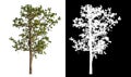 Single green tree isolated on white background with clipping path and alpha channel on black background . Royalty Free Stock Photo