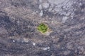 Single Green Tree on a post Forest fire scorched land, Aerial view.